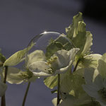 6e Harriet van Heertum
