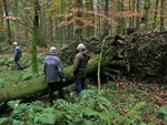 Der Sturm im Herbst 2013 hat einige Spuren hinterlassen. Foto: Josef Taphorn