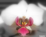 orchidee maison 2012   coolpix
