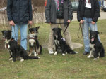 Easy, Faye und Joy Offenburg 2010