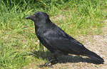 A Crow named Sheryl ;-)