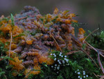 Assimilation eines Moospolsters durch einen Orangeroten Kammpilz. Die weißen Pilze gehören vermutlich der Gattung "Winziger Kreisling" an