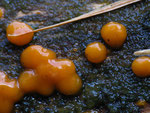 Aprikosenhälften aus dem Wald: Zerfließende Gallertträne (Dacrymyces stillatus)