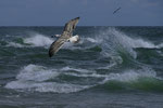 Cruising Seagulls