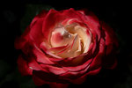 The Flower of Love (Wolle Rose kaufe...?)