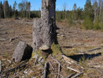 Anfastebo Naturreservat