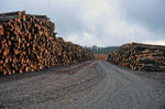 Goodby forest