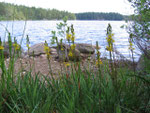 Store Kroksjön och myrliljor
