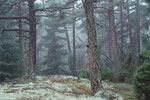 Naturskogen