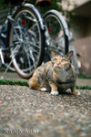 M42 ZEISS JENA TESSAR  2,8/50㎜ + EOS1Ds　2010.10.1