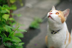 OLYMPUS MACRO 2/50㎜ + EOS1Ds　2010.8.10