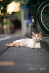 M42 SMC TAKUMAR 1,8/85㎜ +EOS1Ds  2010.8.25