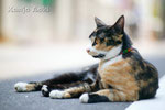 NIKKOR-H Auto 1,8/85㎜ + EOS1Ds　EOS1sでのファーストショット、事務所近くの猫。最初になついた：しるこ　2010.5.25