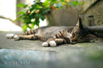 M42 Auto-Takumar 2/55㎜ + EOS1Ds　2010.8.6