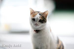 Planar 1.4/50㎜ + EOS1Ds　2010.12.20