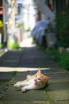 YASHICA ML ZOOM 4/80-200㎜ + EOS1Ds　2010.6.17