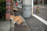 M42 ZEISS JENA PANCOLAR 1,8/50㎜ + EOS1Ds　2011.1.22