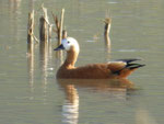 Was für eine Ente ist das wohl?