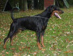 Hunter vom Hellerwald