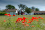 Valmue / Mohn, Stråholmen