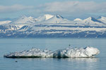  Rødnebbterner på isflak, Svalbard / Küstenseeschwalben auf Eisscholle, Spitzbergen