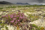 Dørålen, Rondane