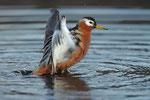  Polarsvømmesnipe, Svalbard / Thorshühnchen, Spitzbergen 