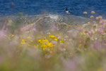 Stemning ved havet / Impression am Meer