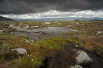 Auf dem Dovrefjell / På Dovrefjell