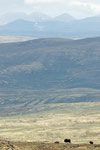 Moschus, mit den Bergen des Rondane im Hintergrund / Moskus, med Rondanefjellene i bakgrunn 