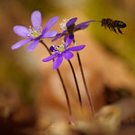 Leberblümchen und Biene / Blåveis og bie