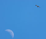 Fischadler und Mond / Fiskeørn og måne