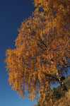 Birke in Herbsttracht