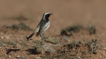 Fahlbürzelsteinschmätzer - Red - rumped Wheatear