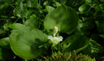 Drachenwurz / Calla palustris