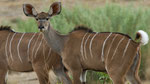 Kudu