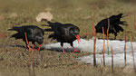 Alpenkrähe - Chough