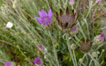 Geschlossene Strohblume / Xeranthemum inapertum