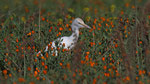 Kuhreiher - Cattle Egret