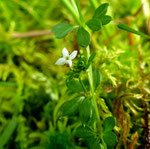 Felsen-Labkraut / Galium saxatile / Schwantenau 22.7.2021