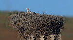 Weissstorch - White Stork