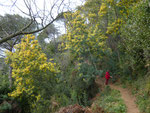 Silber-Akazie oder   Falsche Mimose / Acacia dealbata , bis 15 m hoch