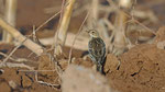 Rotkehlpieper - Red - throated Pipit