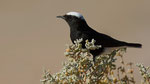 Saharasteinschmätzer - White - crowned Wheatear