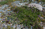 Tiroler Tragant / Astragalus leontinus /       Mattmarkstausee 20.7.2020