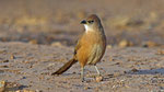 Akaziendrossling - Fulvous Babbler