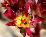 Zweiblütiger Steinbrech / Saxifraga biflora   am Hirligrat oberhalb / Zermatt 24.7.2019