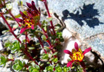 188 : Zweiblütiger Steinbrech / Saxifraga biflora /   Col de Chassoure  9.8.2020