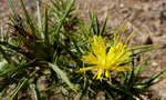 Saflor oder Wollige Färberdistel / Carthamus lanatus, ein Sommerblüher mit einer allereinzigen Nachblüte