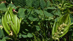 169 : Süsser Tragant  oder Bärenschote / Astragalus glycyphyllos /    Derborence 25.7.2020